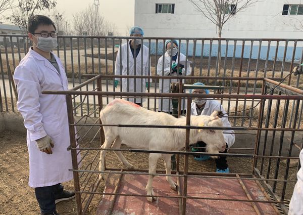 小黄书
研究生称重后备种公羊_副本.jpg