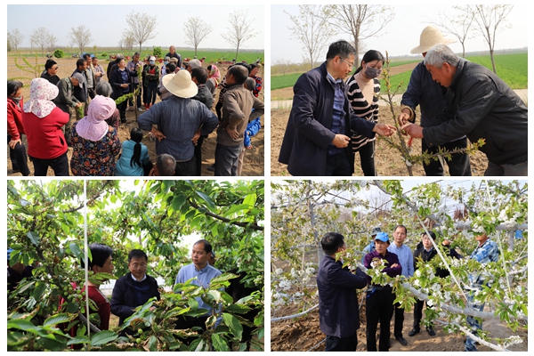 0811a7ca39e141f49fc9ca80f9cc157c.jpg 樱桃种植技术指导.jpg