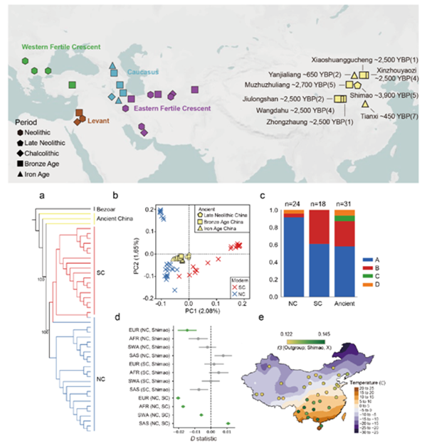 【科研新进展】（70）小黄书
利用古基因组揭示中国山羊演化历程 .png