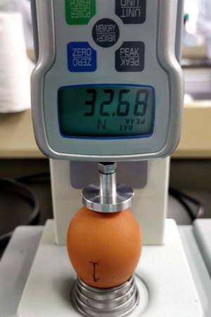 3b3a8ab4e83f49a19b3806f326a5a915.jpg 测量鸡蛋的硬度.jpg
