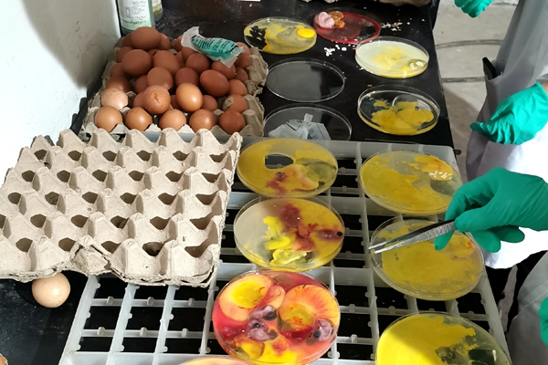 4acb9e9762ce41f3b11a4785be4bf3ff.jpg 鸡不同胚龄胚胎观察.jpg