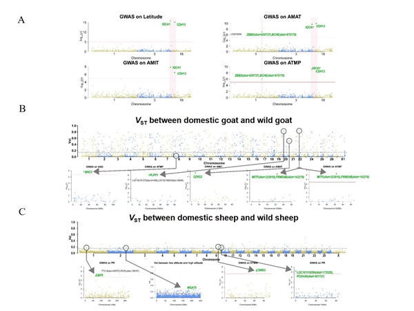184145c1569c49ccbd33c2558aeb38d5.jpg 图2 基于受选择分析挖掘到的物种与环境适应性相关的CNV区域_副本.jpg