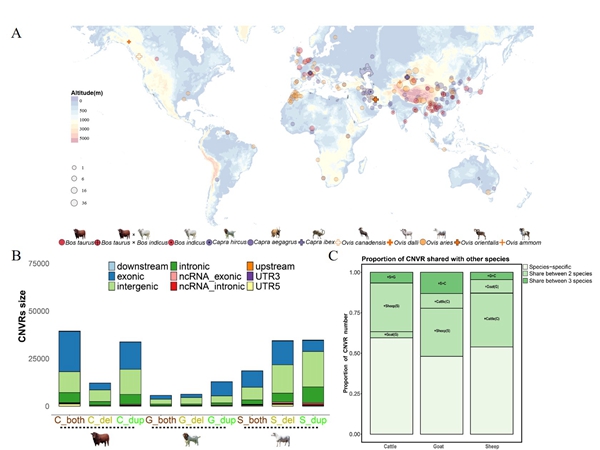 88e9f3f6989642b695b087c15f7bf698.jpg 图1 样本分布和CNV数据集组成情况_副本.jpg