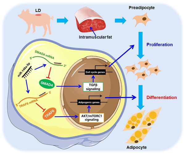 84438e878f884492b3d21beef98a9308.jpg 论文摘要图1.jpg