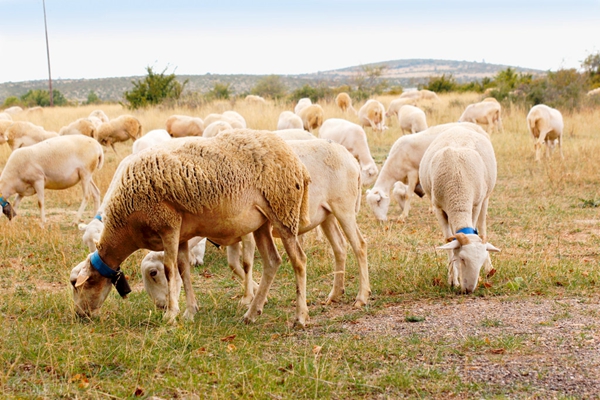 419b8f548557436ba987ad7b035289de.jpg 图四.jpg