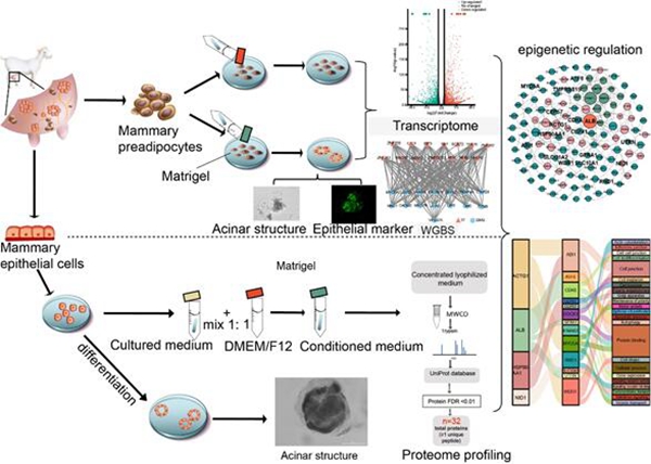 6120ad7212164e09918744559ace10e0.jpg 奶山羊乳腺前体脂肪细胞转分化的分子调控机制_副本.jpg