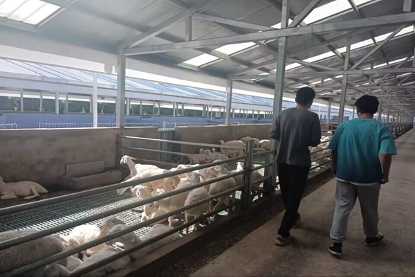 1303803f5ed840bfb30f8b4d5057ffca.jpg 服务队考察基地湖羊种羊场.jpg