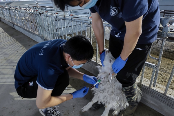 972db0ac40e84b80b8f9aea8c64607f4.jpg 图片三 队员采集绒山羊血液样本.jpg